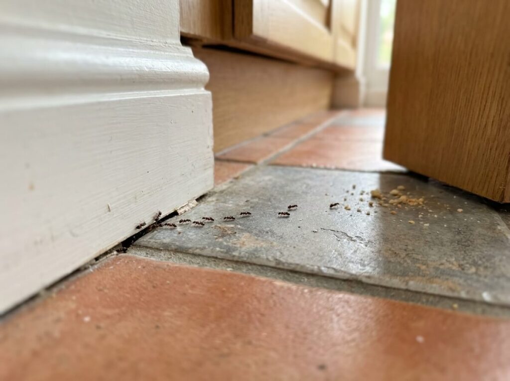 Ameisenstraße an einer Fußleiste im Haus